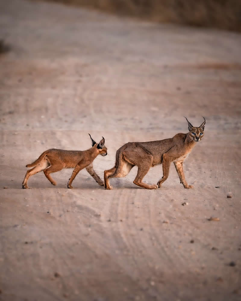 Through Nili Gudhka's Lens: 34 Award-Winning Photos of the Untamed World 51 Wildlife Photography by Nili Gudhka