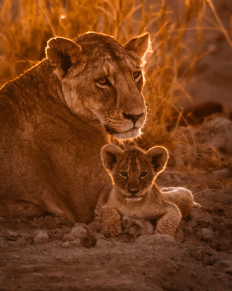 Through Nili Gudhka's Lens: 34 Award-Winning Photos of the Untamed World 52 Wildlife Photography by Nili Gudhka