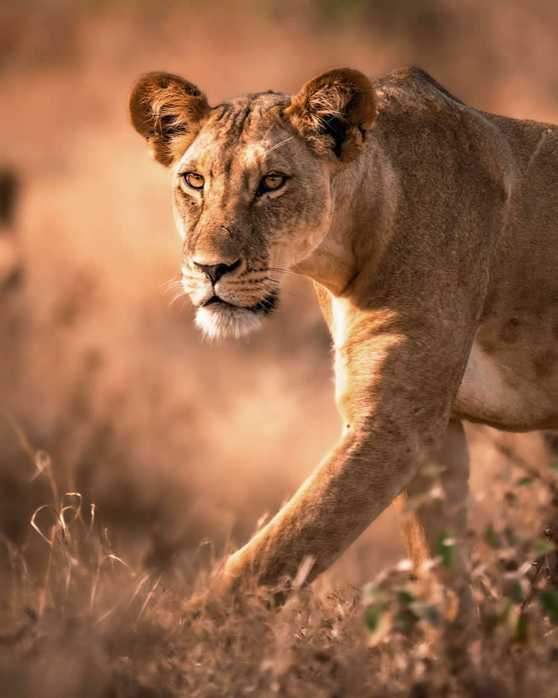 Through Nili Gudhka's Lens: 34 Award-Winning Photos of the Untamed World 53 Wildlife Photography by Nili Gudhka