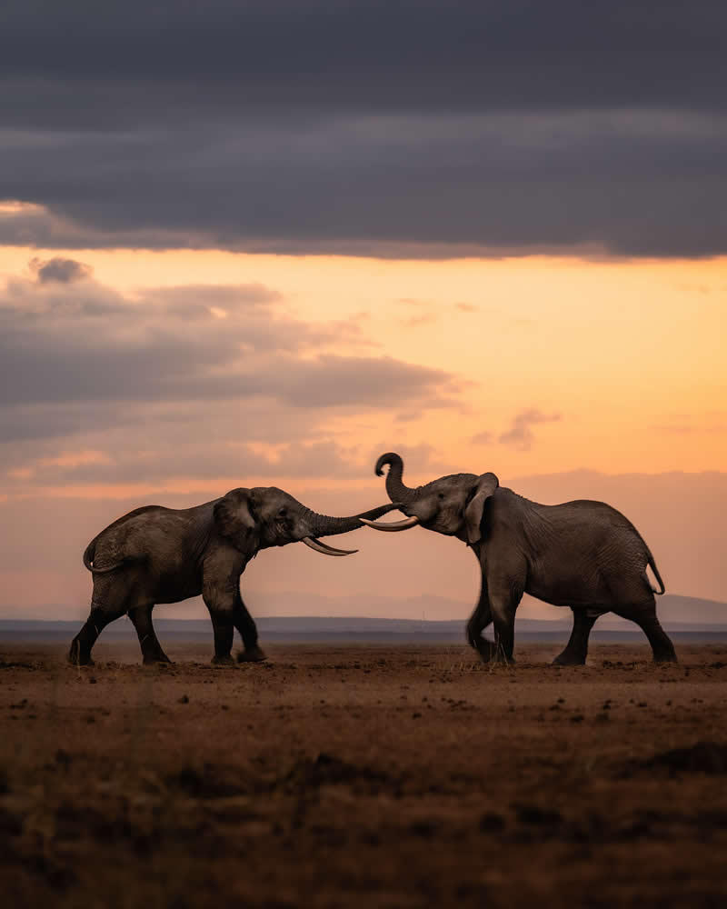 Through Nili Gudhka's Lens: 34 Award-Winning Photos of the Untamed World 54 Wildlife Photography by Nili Gudhka