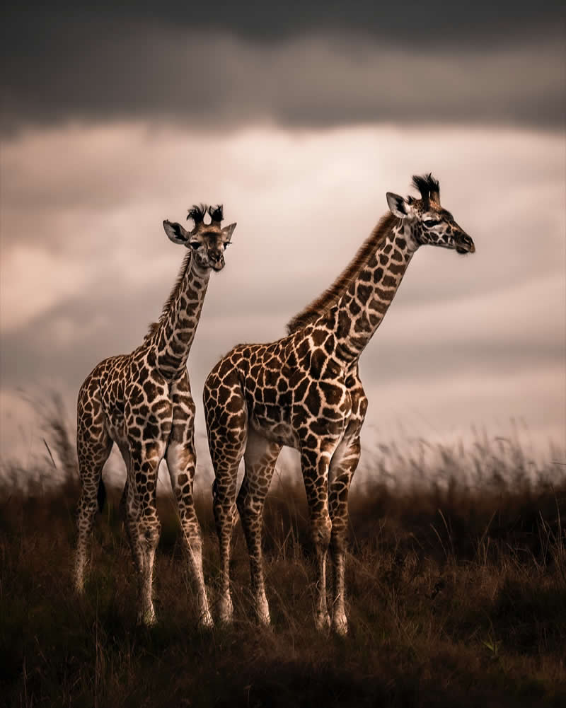 Through Nili Gudhka's Lens: 34 Award-Winning Photos of the Untamed World 55 Wildlife Photography by Nili Gudhka