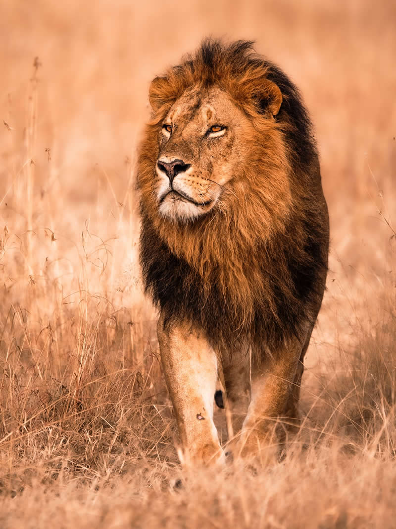 Through Nili Gudhka's Lens: 34 Award-Winning Photos of the Untamed World 56 Wildlife Photography by Nili Gudhka