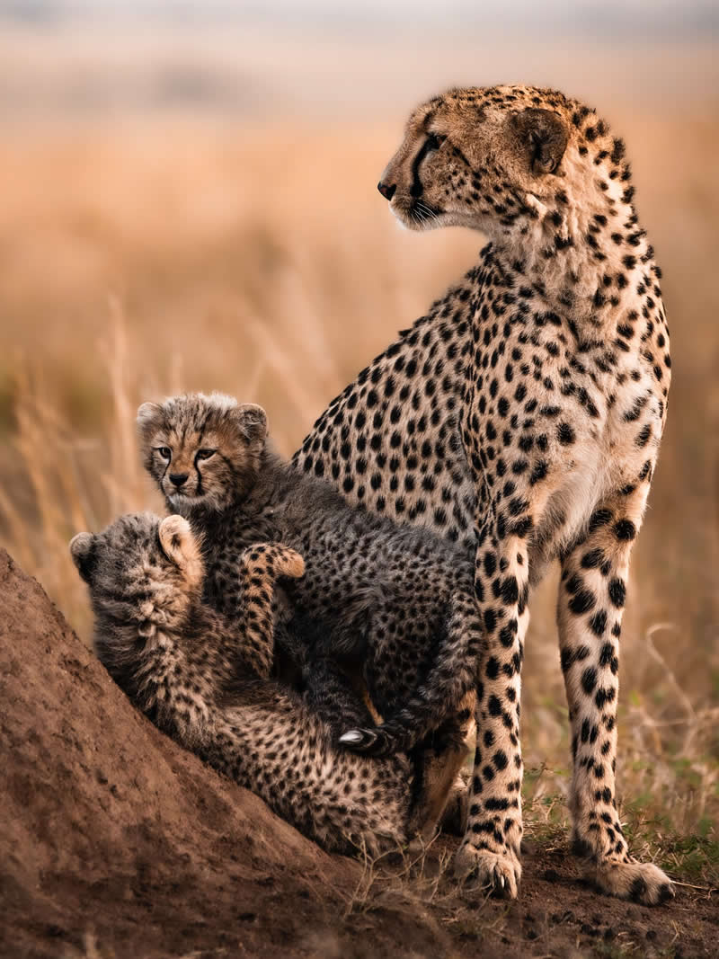 Through Nili Gudhka's Lens: 34 Award-Winning Photos of the Untamed World 57 Wildlife Photography by Nili Gudhka