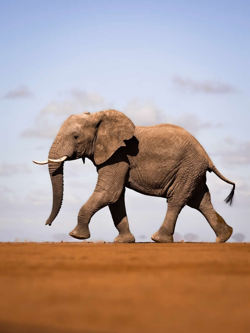 Through Nili Gudhka's Lens: 34 Award-Winning Photos of the Untamed World 40 Wildlife Photography by Nili Gudhka