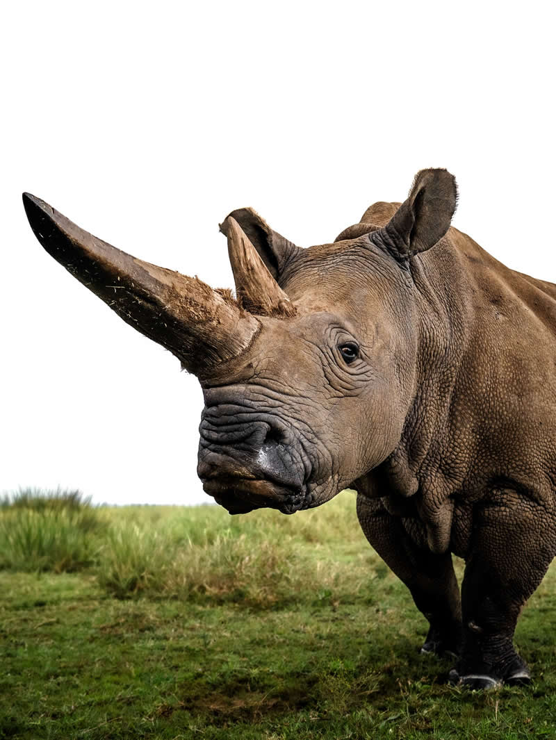 Through Nili Gudhka's Lens: 34 Award-Winning Photos of the Untamed World 58 Wildlife Photography by Nili Gudhka