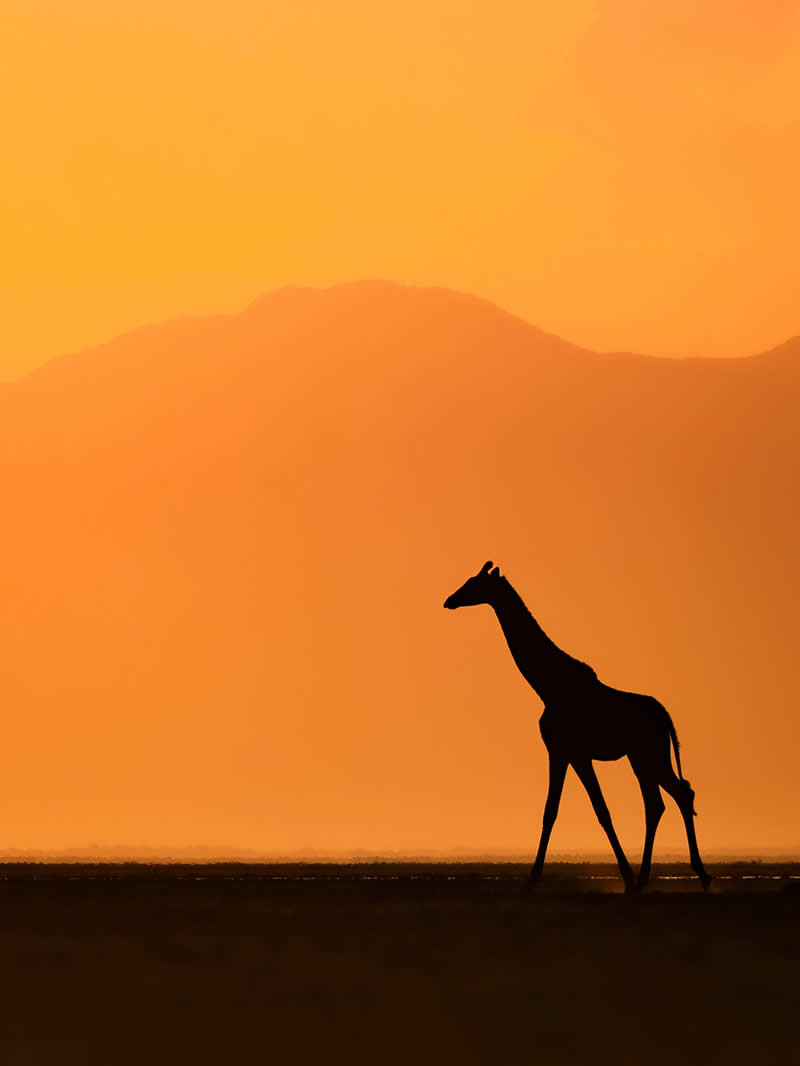 Through Nili Gudhka's Lens: 34 Award-Winning Photos of the Untamed World 59 Wildlife Photography by Nili Gudhka