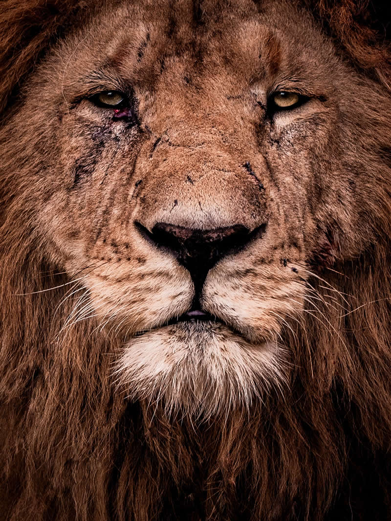 Through Nili Gudhka's Lens: 34 Award-Winning Photos of the Untamed World 60 Wildlife Photography by Nili Gudhka
