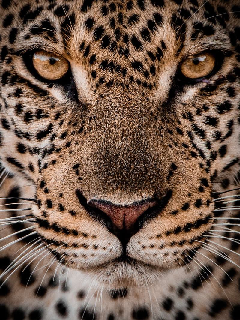 Through Nili Gudhka's Lens: 34 Award-Winning Photos of the Untamed World 61 Wildlife Photography by Nili Gudhka