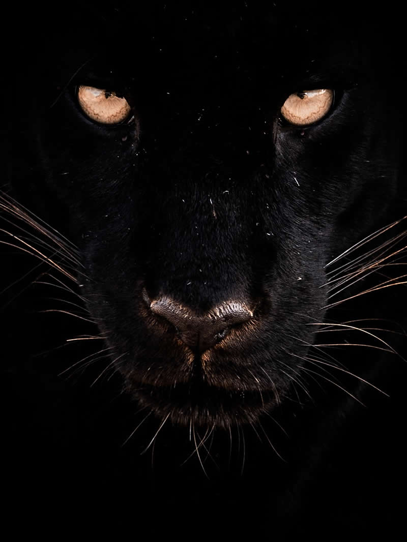Through Nili Gudhka's Lens: 34 Award-Winning Photos of the Untamed World 62 Wildlife Photography by Nili Gudhka