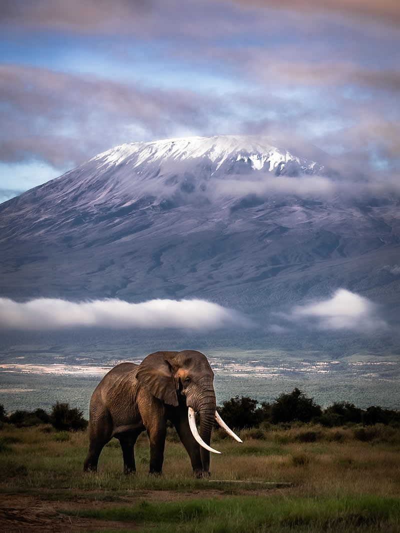 Through Nili Gudhka's Lens: 34 Award-Winning Photos of the Untamed World 63 Wildlife Photography by Nili Gudhka