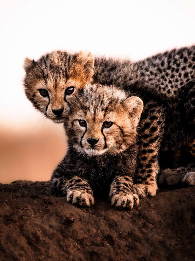 Through Nili Gudhka's Lens: 34 Award-Winning Photos of the Untamed World 64 Wildlife Photography by Nili Gudhka