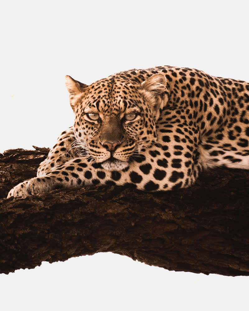 Through Nili Gudhka's Lens: 34 Award-Winning Photos of the Untamed World 65 Wildlife Photography by Nili Gudhka