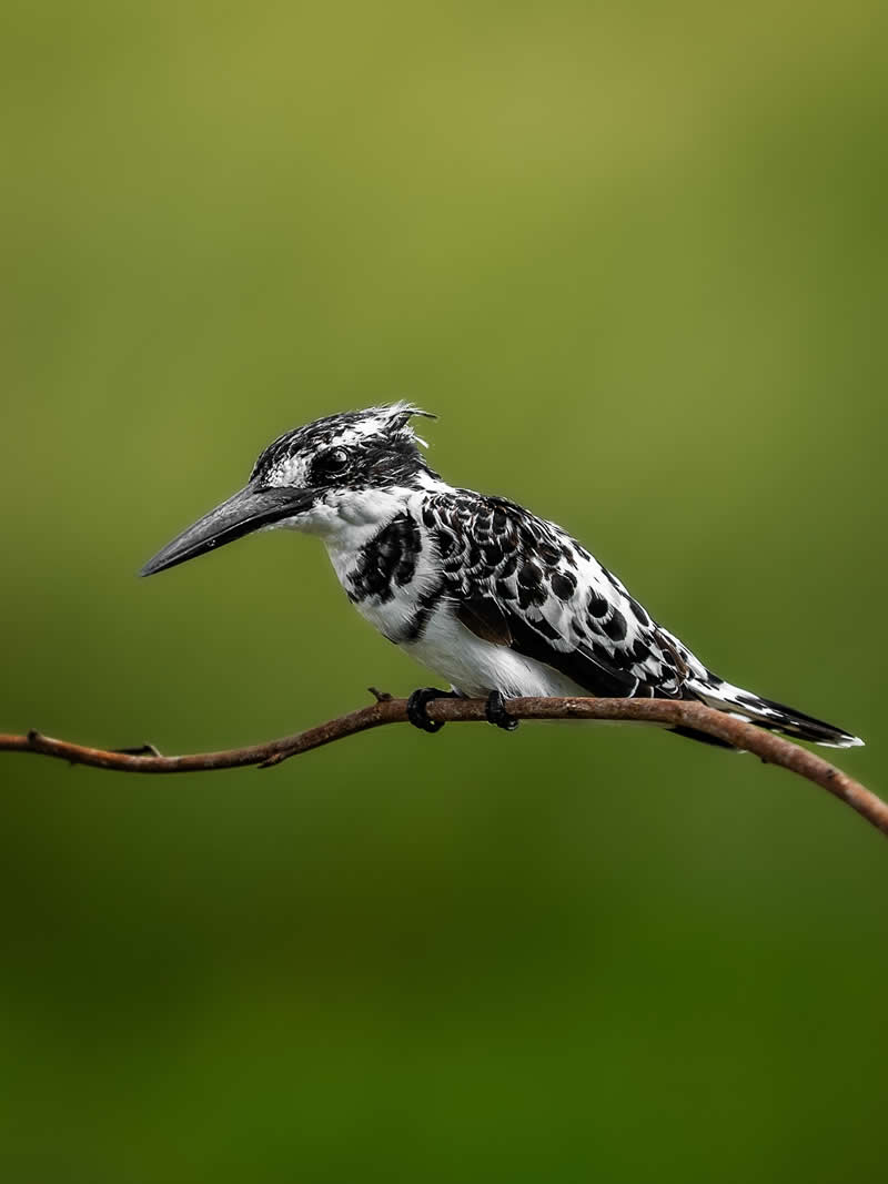 Through Nili Gudhka's Lens: 34 Award-Winning Photos of the Untamed World 66 Wildlife Photography by Nili Gudhka