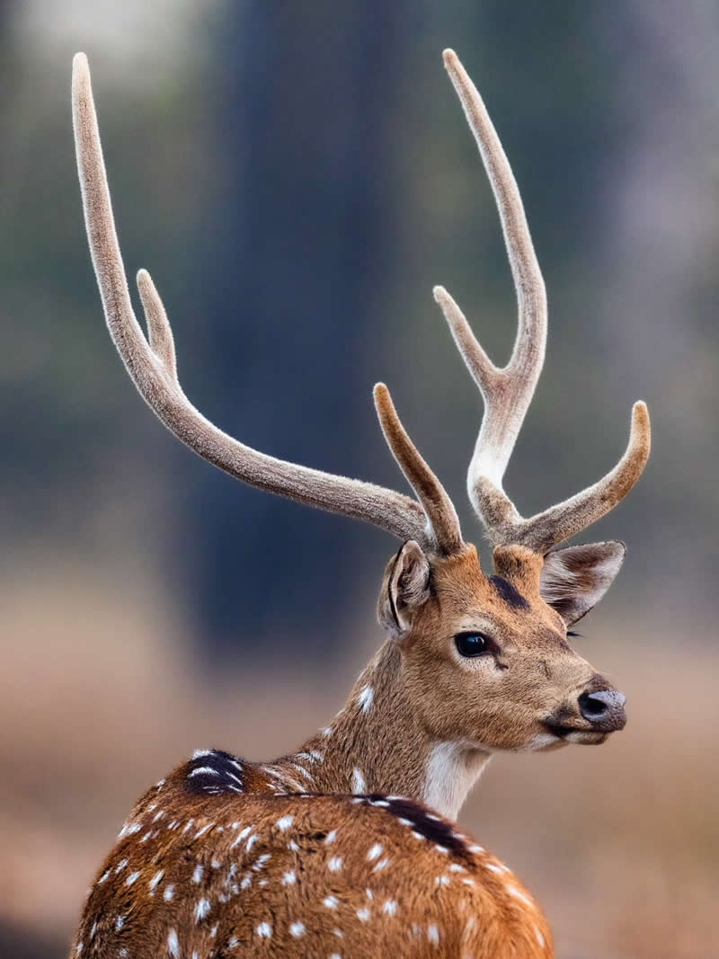Through Nili Gudhka's Lens: 34 Award-Winning Photos of the Untamed World 67 Wildlife Photography by Nili Gudhka
