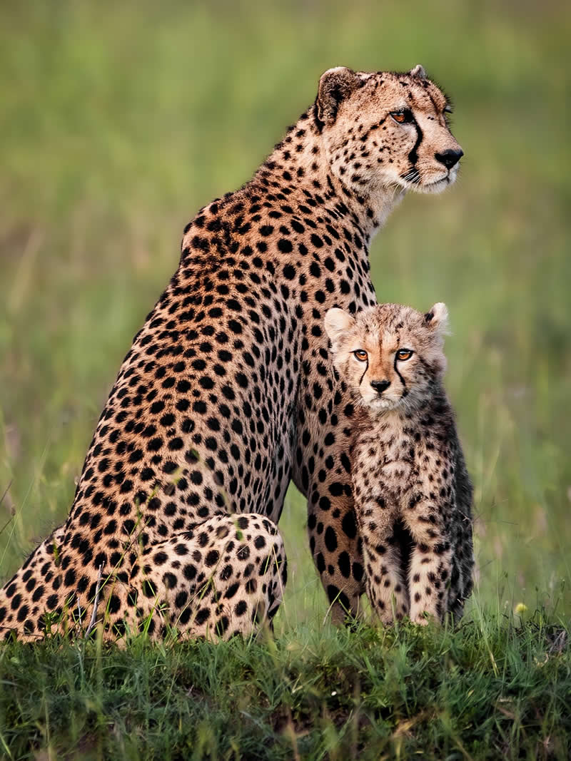 Through Nili Gudhka's Lens: 34 Award-Winning Photos of the Untamed World 41 Wildlife Photography by Nili Gudhka