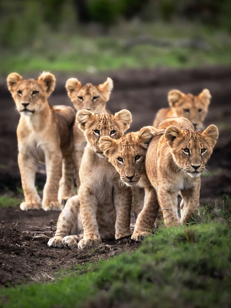 Through Nili Gudhka's Lens: 34 Award-Winning Photos of the Untamed World 68 Wildlife Photography by Nili Gudhka