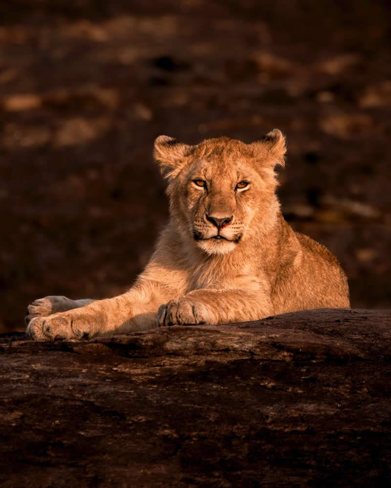 Through Nili Gudhka's Lens: 34 Award-Winning Photos of the Untamed World 69 Wildlife Photography by Nili Gudhka