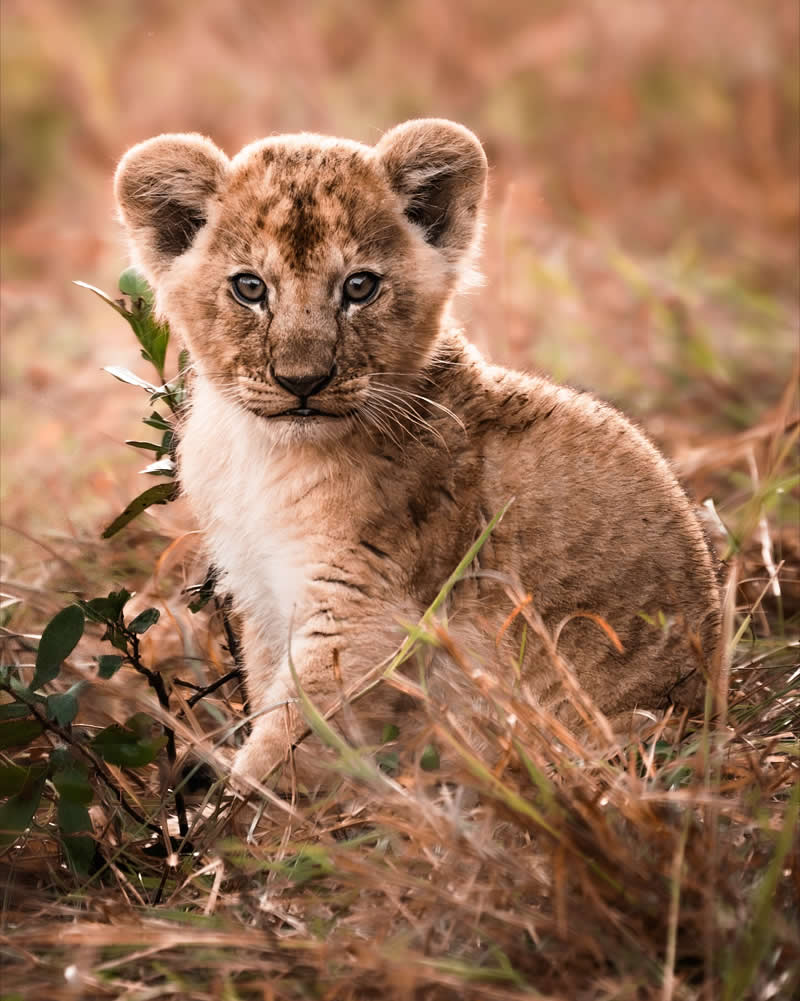 Through Nili Gudhka's Lens: 34 Award-Winning Photos of the Untamed World 70 Wildlife Photography by Nili Gudhka