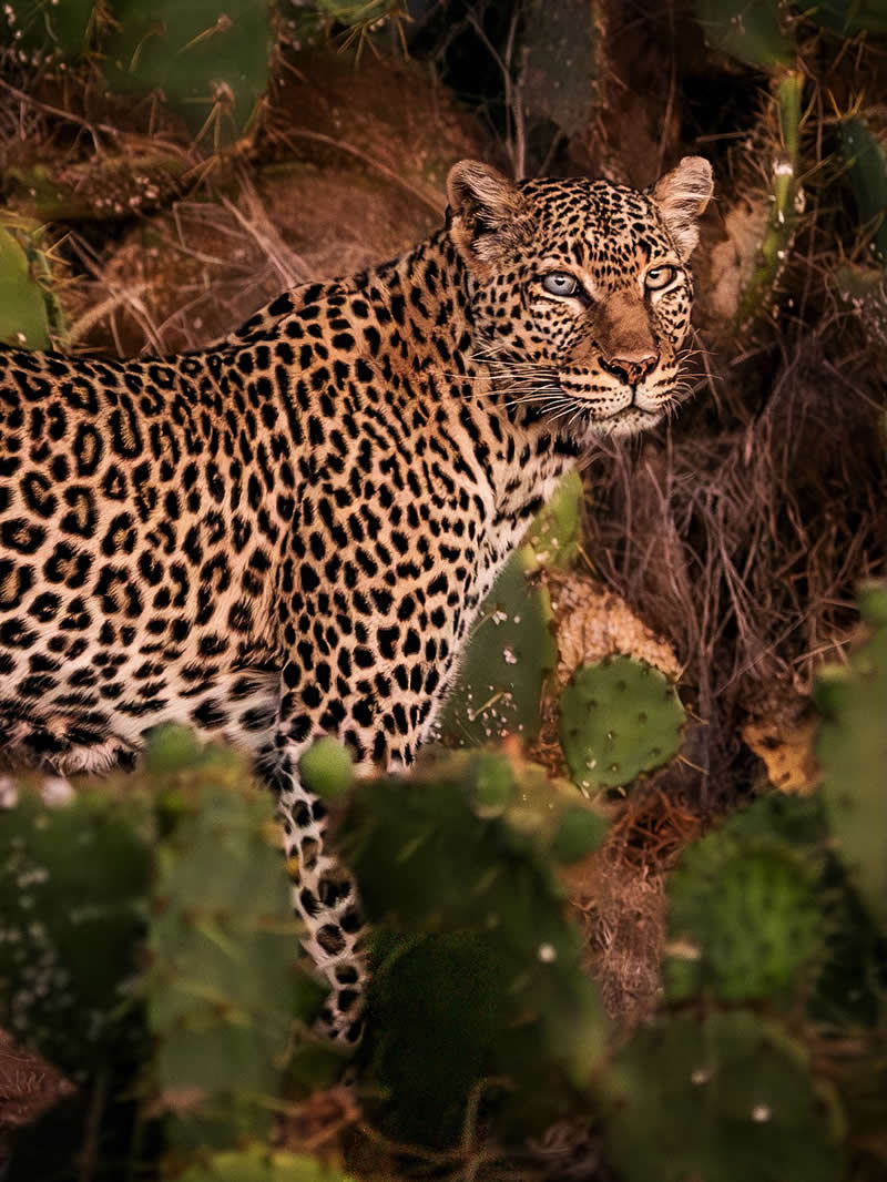 Through Nili Gudhka's Lens: 34 Award-Winning Photos of the Untamed World 71 Wildlife Photography by Nili Gudhka