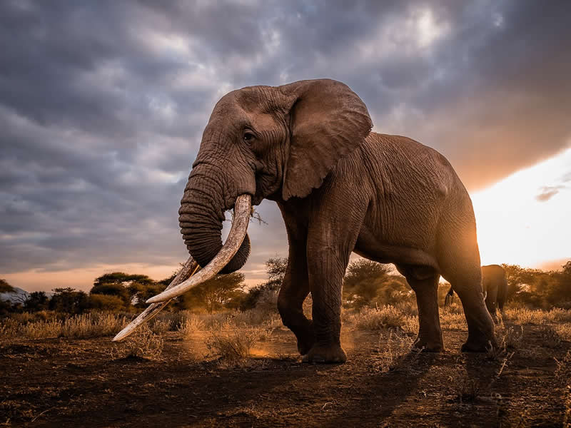 Through Nili Gudhka's Lens: 34 Award-Winning Photos of the Untamed World 72 Wildlife Photography by Nili Gudhka