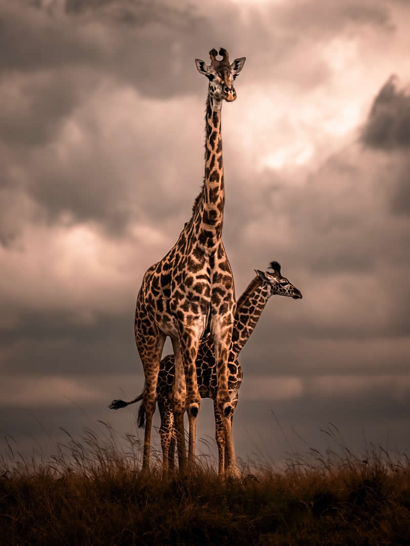 Through Nili Gudhka's Lens: 34 Award-Winning Photos of the Untamed World 45 Wildlife Photography by Nili Gudhka