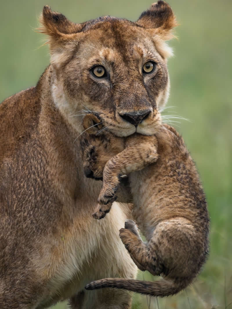 Through Nili Gudhka's Lens: 34 Award-Winning Photos of the Untamed World 47 Wildlife Photography by Nili Gudhka