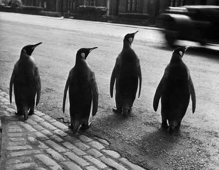Werner Bischof: The Master Photographer of Beauty, Suffering, and Silence 63 Master Photographer Werner Bischof