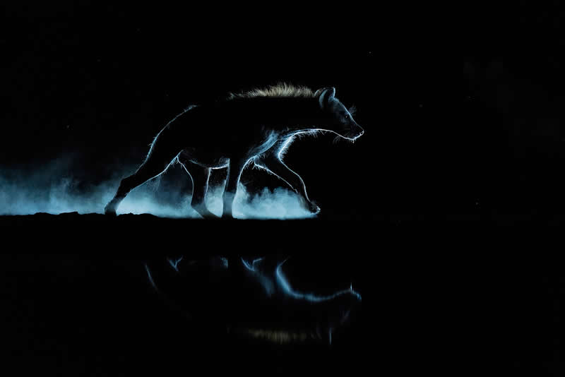 2nd Place Winner: Ghost of the Savannah by Caesar Sengupta, India - Academy Photo Awards 2026 Wildlife Winners