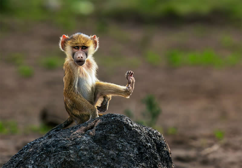 Monkey Business by Wendy Klein, Australia - Academy Photo Awards 2026 Wildlife Winners