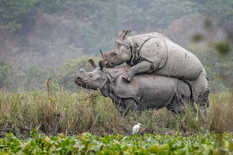 Rhino Mating by Abhijeet Kumar Banerjee, India - Academy Photo Awards 2026 Wildlife Winners