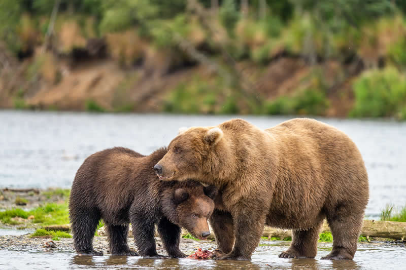 Mama and Me by Tom Fenske, United States (US) - Academy Photo Awards 2026 Wildlife Winners
