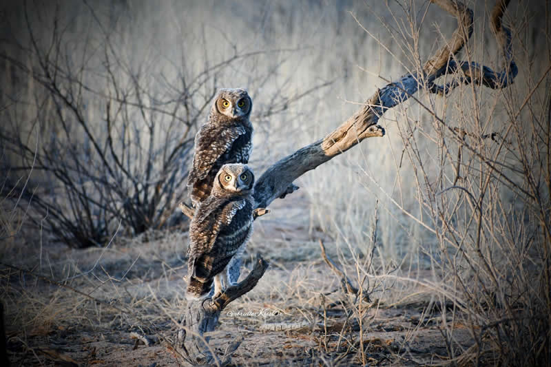 The Kalahari Twins by Gabriella Kiss dr, Hungary - Academy Photo Awards 2026 Wildlife Winners