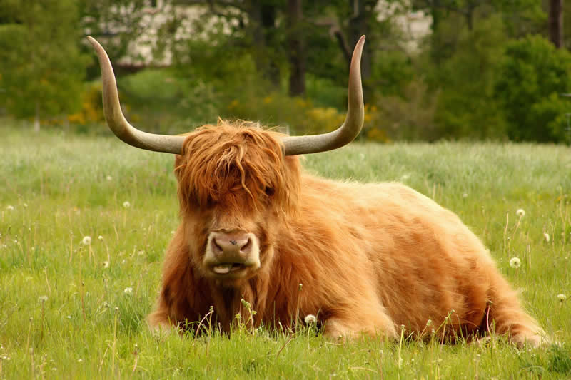 A Cheeky Highland Cow by Jordan Petty, United States (US) - Academy Photo Awards 2026 Wildlife Winners