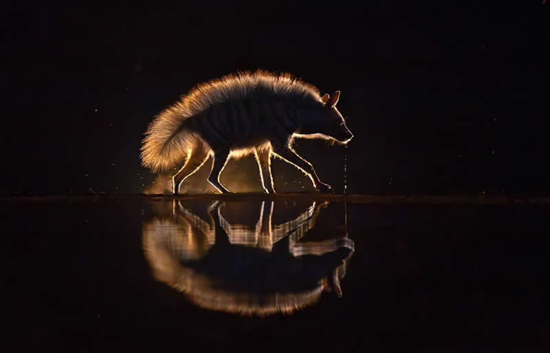 Drooling by Xuejun Long, China - Academy Photo Awards 2026 Wildlife Winners