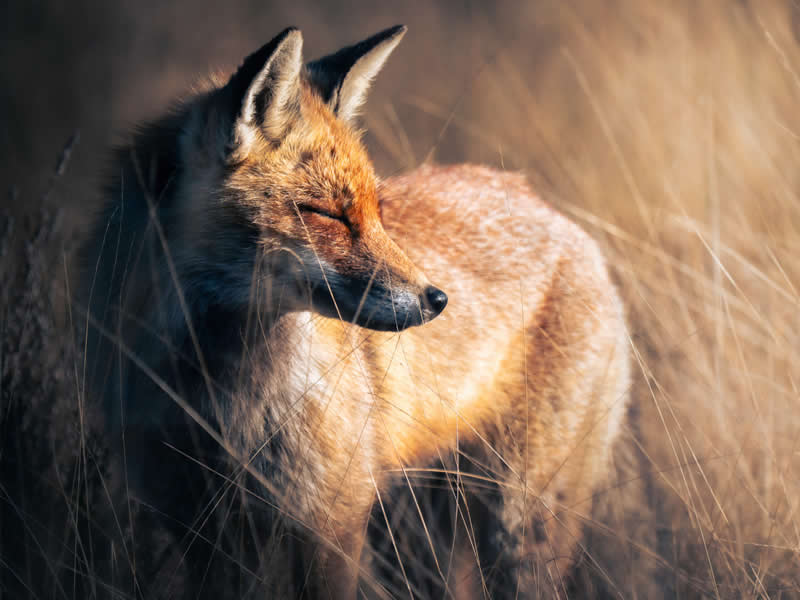 Fox Serenity by Derrick Van Frausum, Belgium - Academy Photo Awards 2026 Wildlife Winners