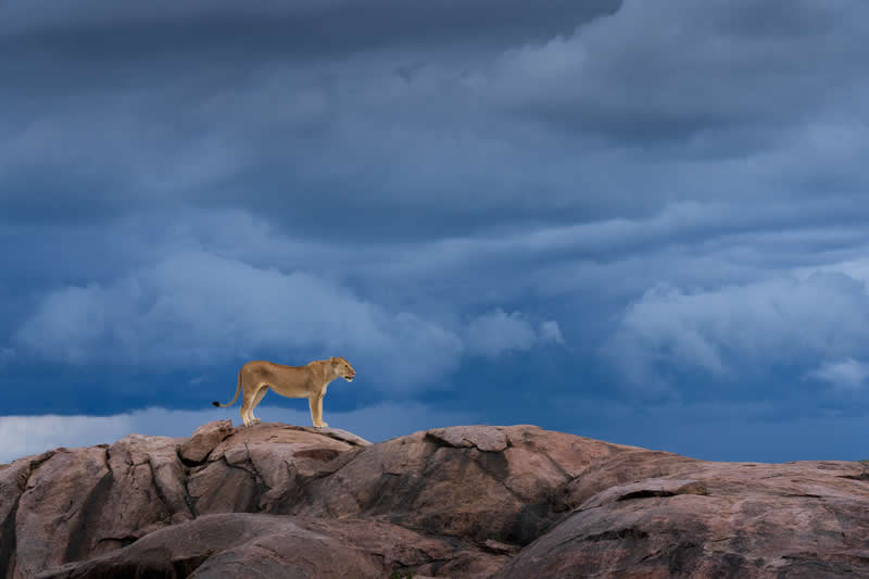 The Gathering Storm by Turgay Uzer, United States (US) - Academy Photo Awards 2026 Wildlife Winners
