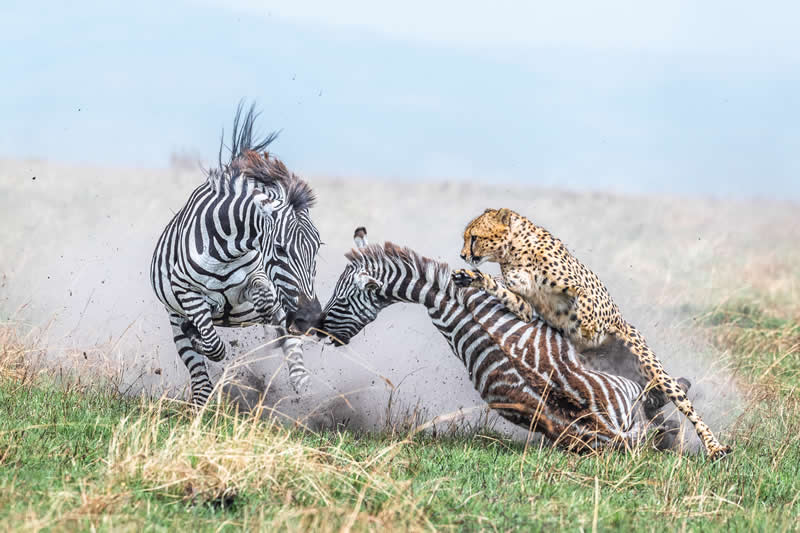 Those last seconds by Alex Brackx, Belgium - Academy Photo Awards 2026 Wildlife Winners
