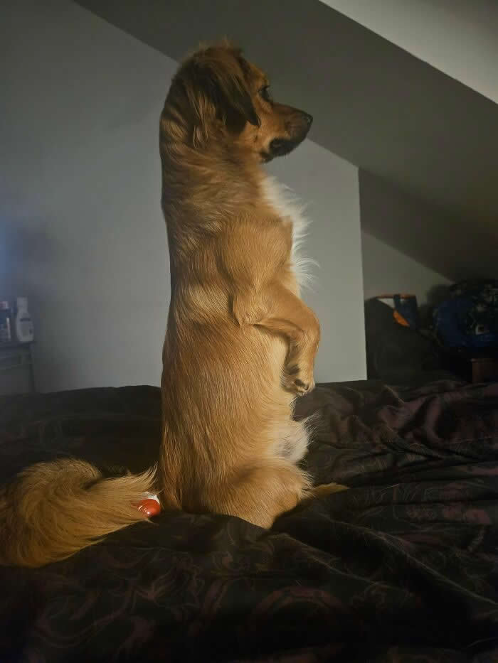Life Is Better With Dogs: 25 Sweet Moments That Prove Happiness Has Four Paws 29 Kevin Has Once Again Turned Into A Meerkat - Heartwarming Photos of Dogs