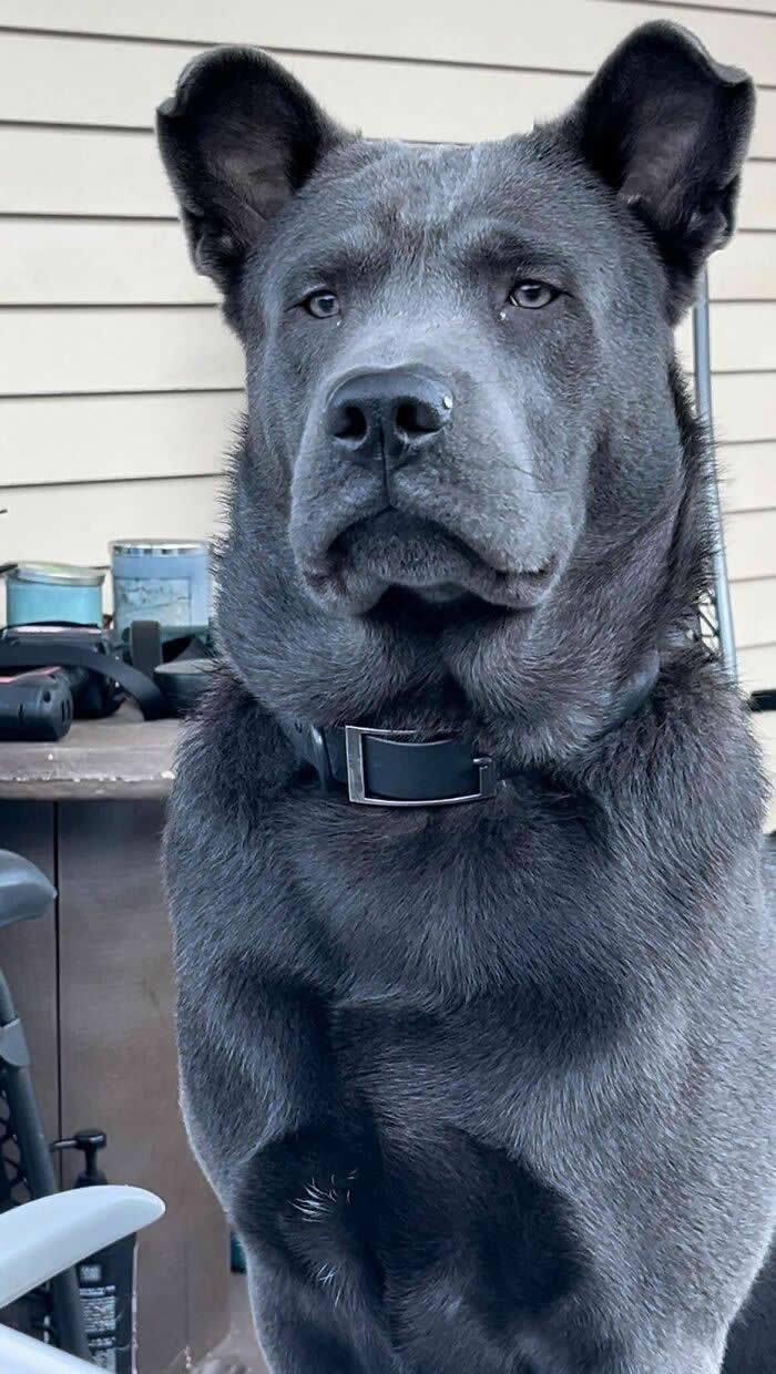 Life Is Better With Dogs: 25 Sweet Moments That Prove Happiness Has Four Paws 38 My 8.5mo Gorillabear Dog - Heartwarming Photos of Dogs