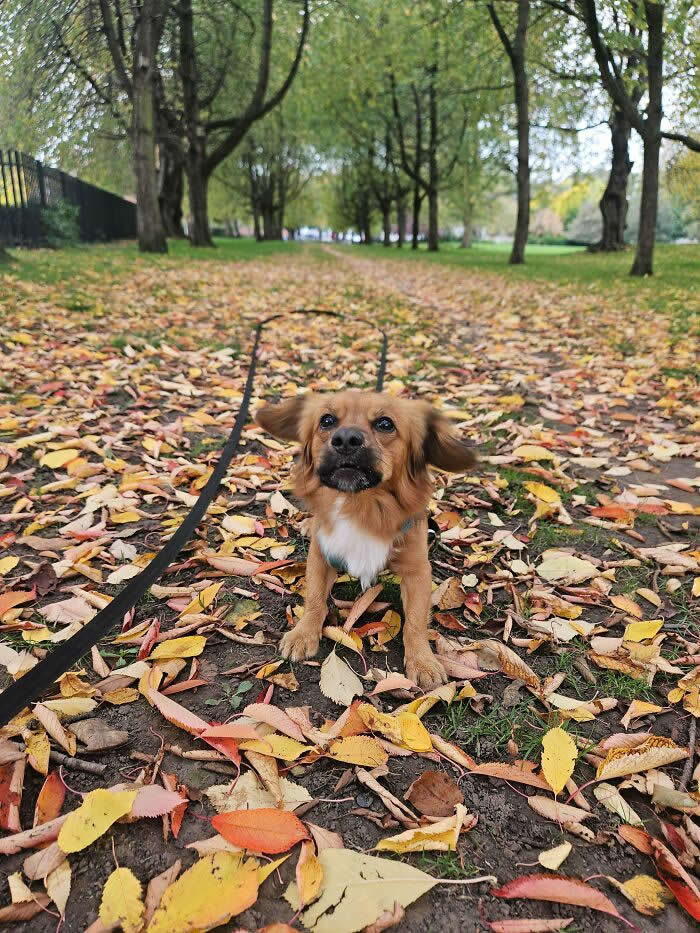 Life Is Better With Dogs: 25 Sweet Moments That Prove Happiness Has Four Paws 40 Kevin Spent Over An Hour Chasing Leaves Falling Off The Trees Today - Heartwarming Photos of Dogs