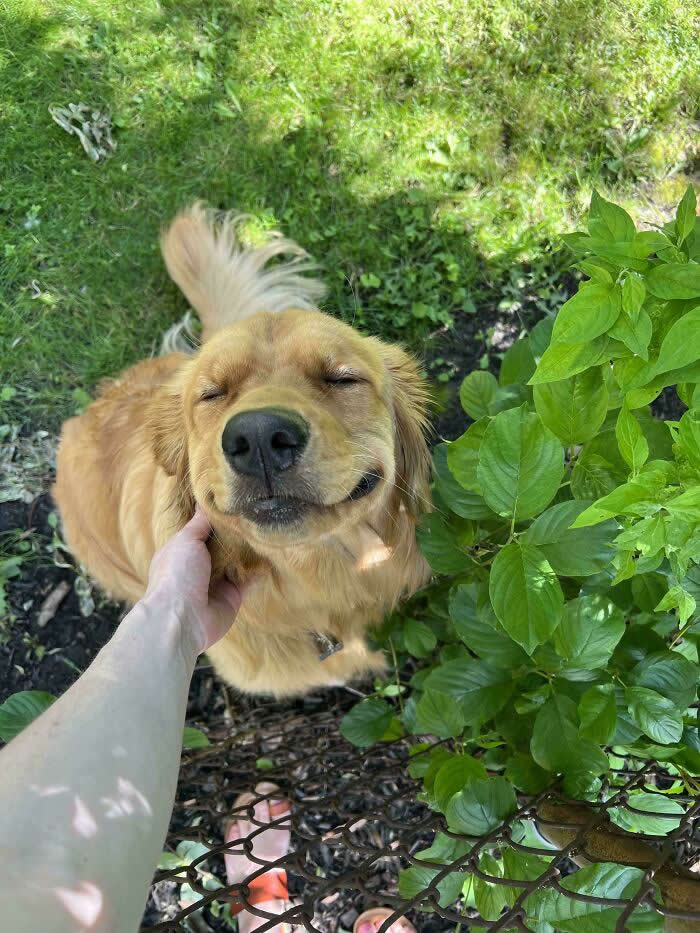 Life Is Better With Dogs: 25 Sweet Moments That Prove Happiness Has Four Paws 41 The Best Next Door Neighbor - Heartwarming Photos of Dogs