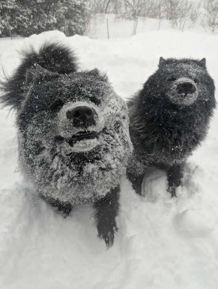 Life Is Better With Dogs: 25 Sweet Moments That Prove Happiness Has Four Paws 43 The Rare And Illusive Canadian Baby Bear In Their Natural Habitat - Heartwarming Photos of Dogs
