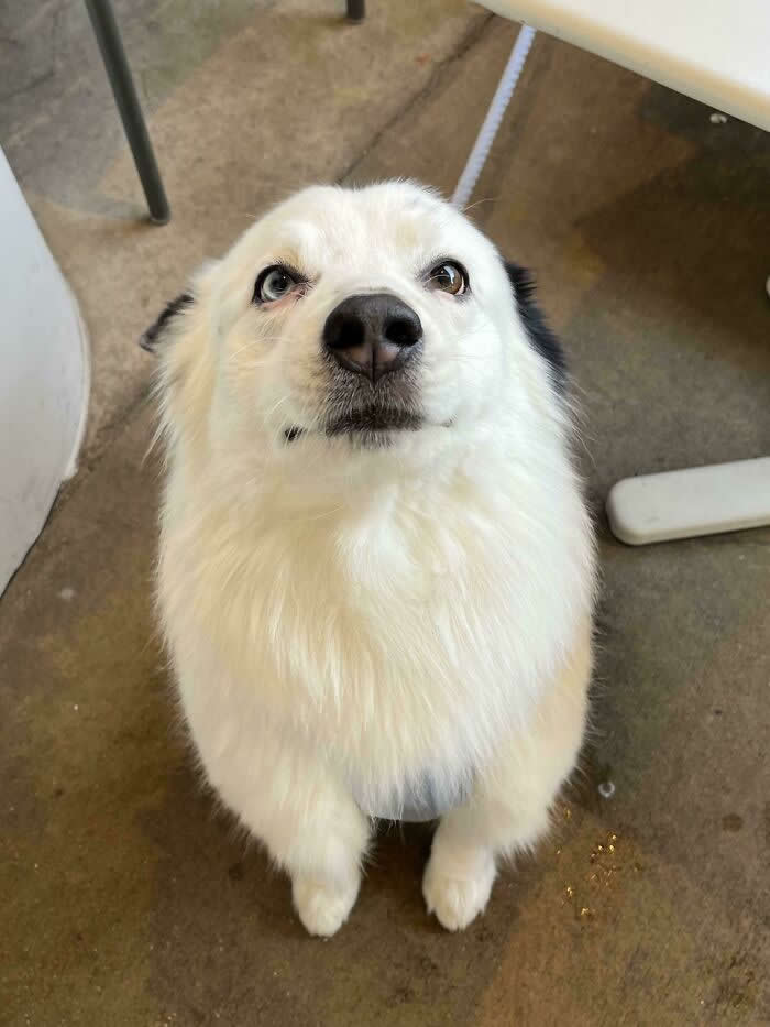 Life Is Better With Dogs: 25 Sweet Moments That Prove Happiness Has Four Paws 44 Had An Angel Stop By Work - Heartwarming Photos of Dogs