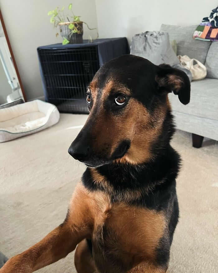 Life Is Better With Dogs: 25 Sweet Moments That Prove Happiness Has Four Paws 45 Stuck Face First In The Forbidden Air Freshener - Heartwarming Photos of Dogs