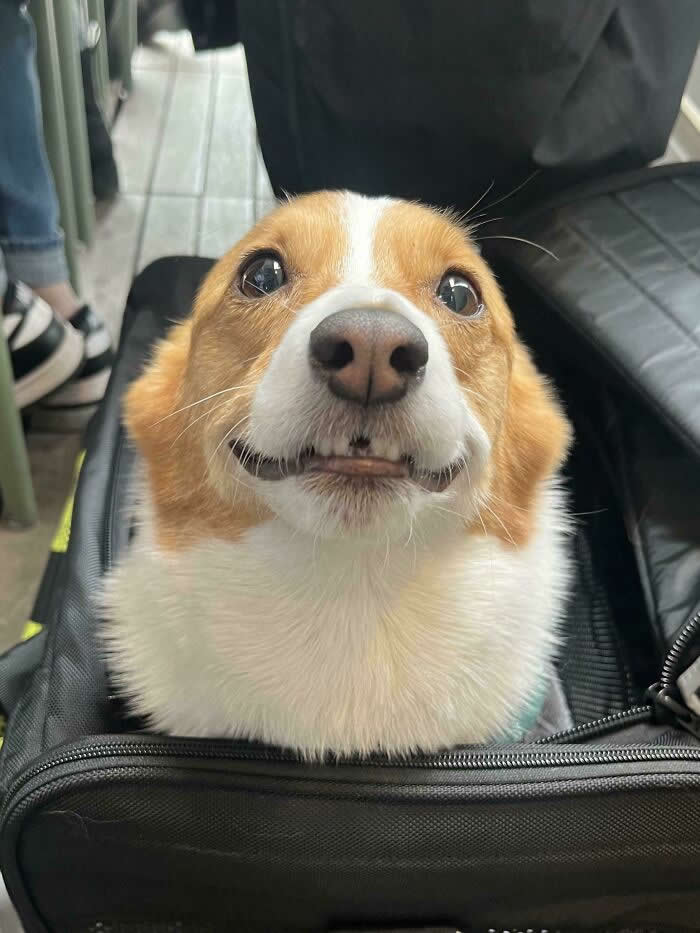Life Is Better With Dogs: 25 Sweet Moments That Prove Happiness Has Four Paws 46 I Met Lola At Work Yesterday And Look At Her Teef - Heartwarming Photos of Dogs