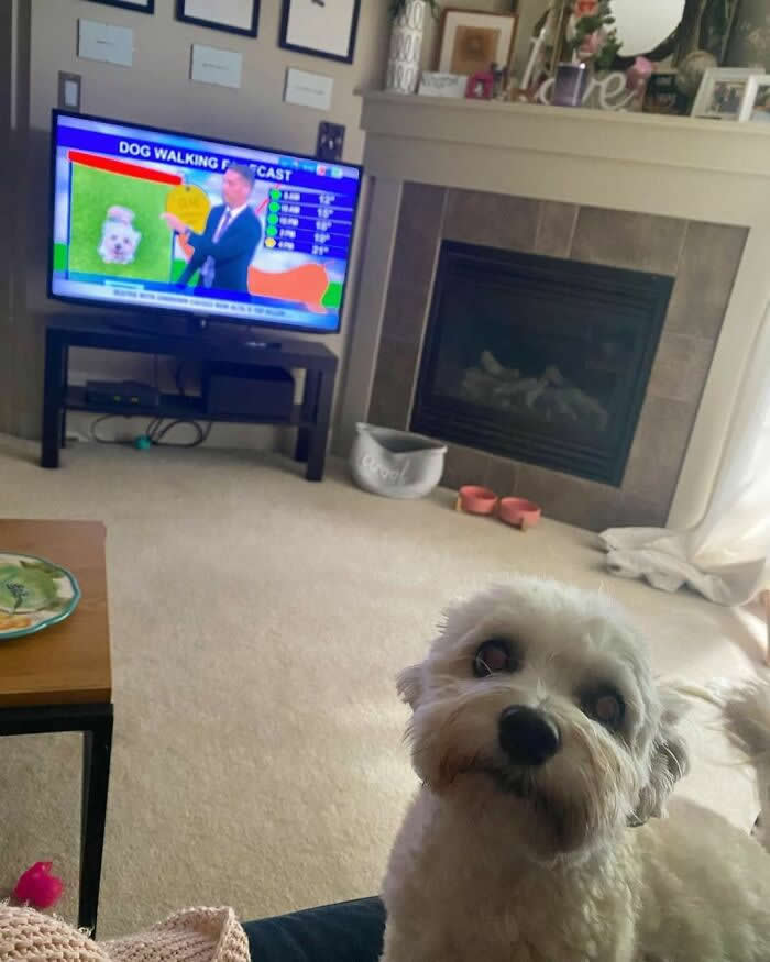 Life Is Better With Dogs: 25 Sweet Moments That Prove Happiness Has Four Paws 47 Someone Is Proud Of Their TV Debut! - Heartwarming Photos of Dogs