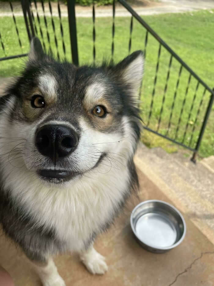 Life Is Better With Dogs: 25 Sweet Moments That Prove Happiness Has Four Paws 30 Just A Random Dog That Showed Up My House. Thought He Was Cute! Gave Him Some Water And Trying To Find His Owners Now - Heartwarming Photos of Dogs