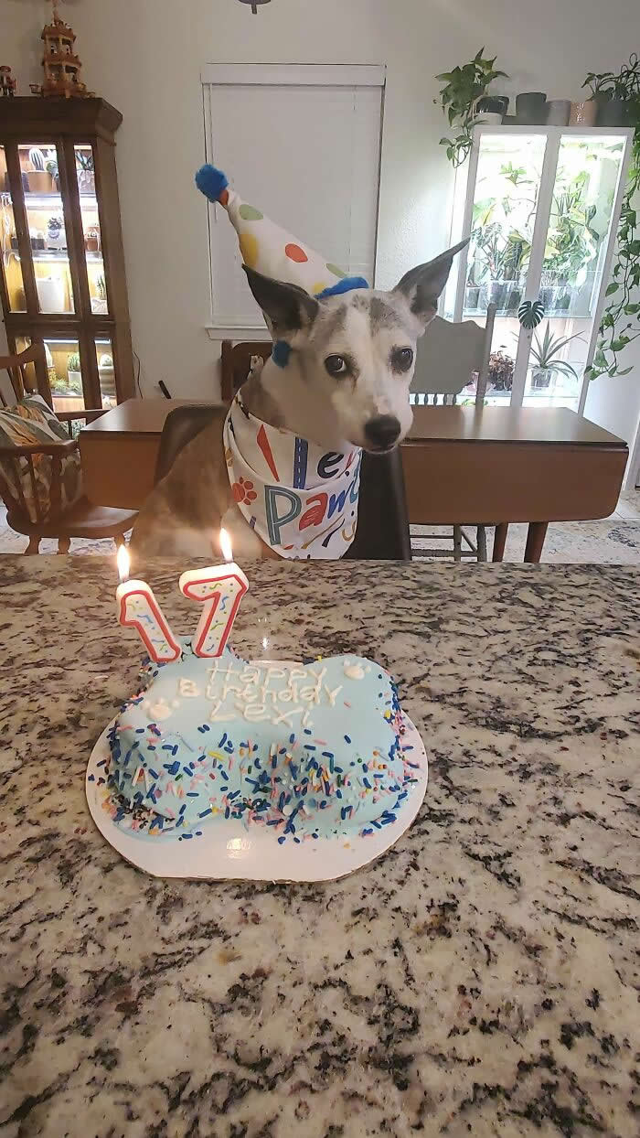 Life Is Better With Dogs: 25 Sweet Moments That Prove Happiness Has Four Paws 48 Happy Birthday Sweet Girl - Heartwarming Photos of Dogs
