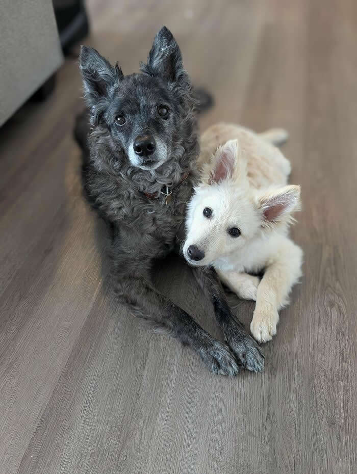 Life Is Better With Dogs: 25 Sweet Moments That Prove Happiness Has Four Paws 49 Zuko Helping Maisie Practice “Stay” - Heartwarming Photos of Dogs