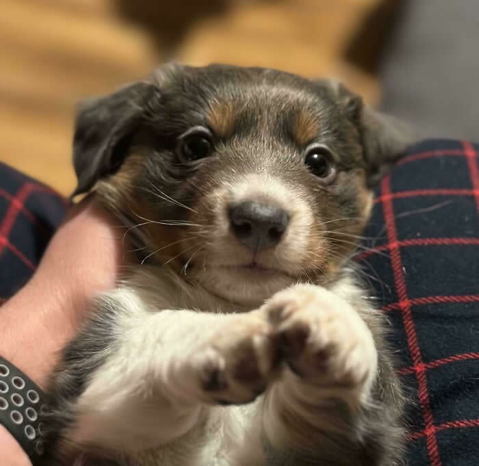 Life Is Better With Dogs: 25 Sweet Moments That Prove Happiness Has Four Paws 50 Hello, My Name Is Pudding - Heartwarming Photos of Dogs
